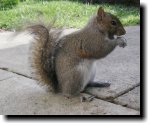 [ Notch, our backyard squirrel ]