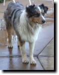 [ Jackpot (an Australian shepherd) ]