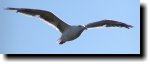[ ch7/herring_gull3T.jpg ]